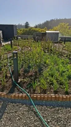 Nalcas, michay y murtas creciendo sobre el techo verde de la Universidad de Concepción