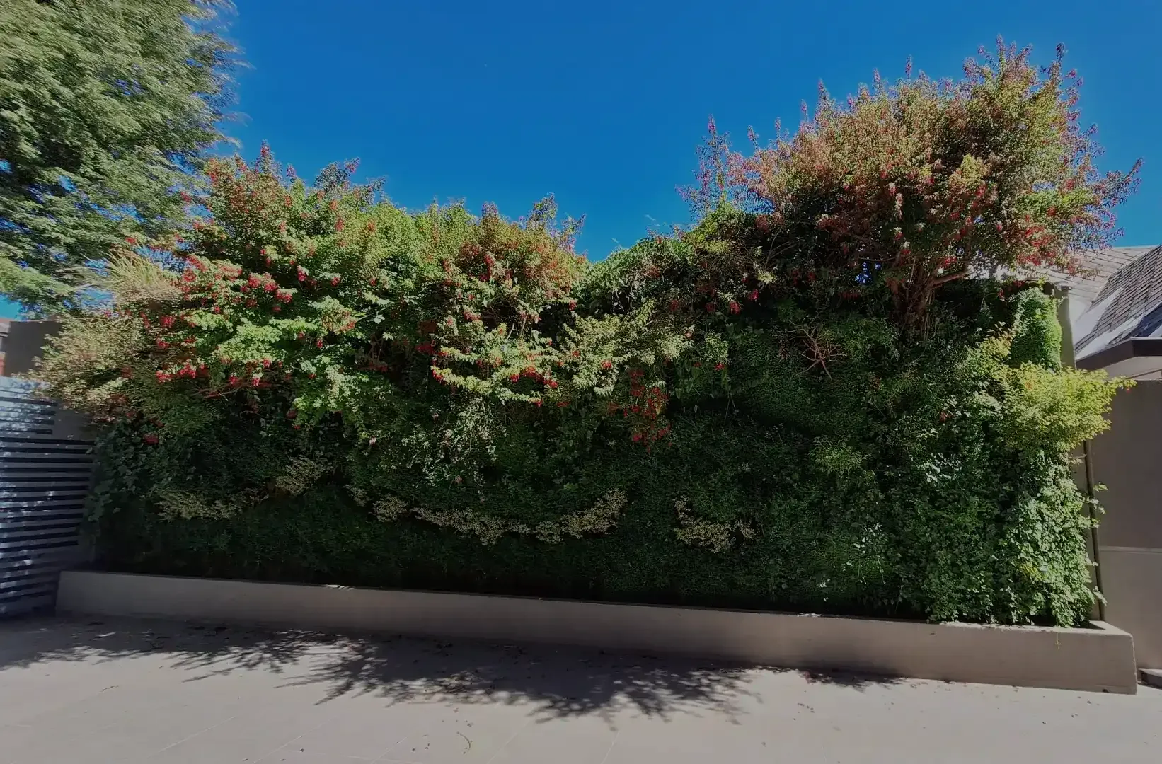 Muro verde frondoso con fucsias y helechos nativos en el Edificio Buró, Temuco