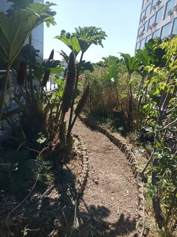 Sendero entre nalcas y arbustos nativos en el techo verde del edificio MINVU Talca