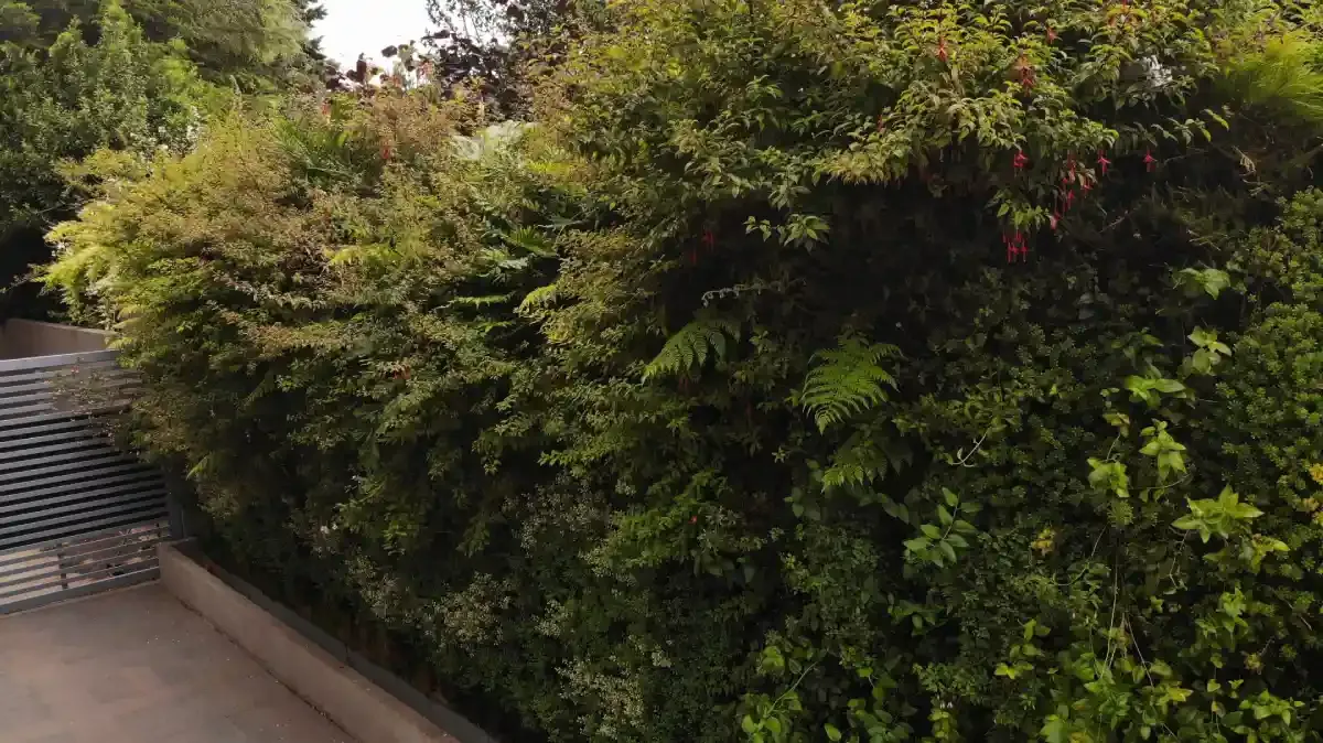 Detalle del follaje del muro verde del Edificio Buró