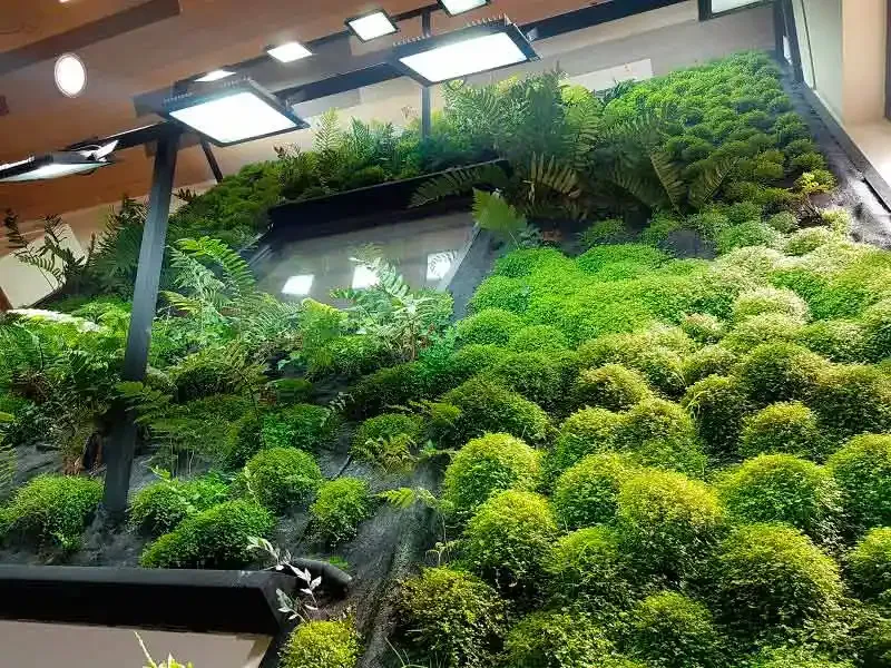 Muro verde con musgos y helechos en el jardín infantil