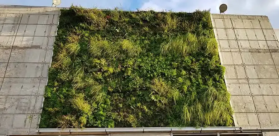 Vista general del muro verde del Estadio Germán Becker