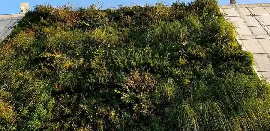 Plantas nativas de la costa araucana en el muro verde