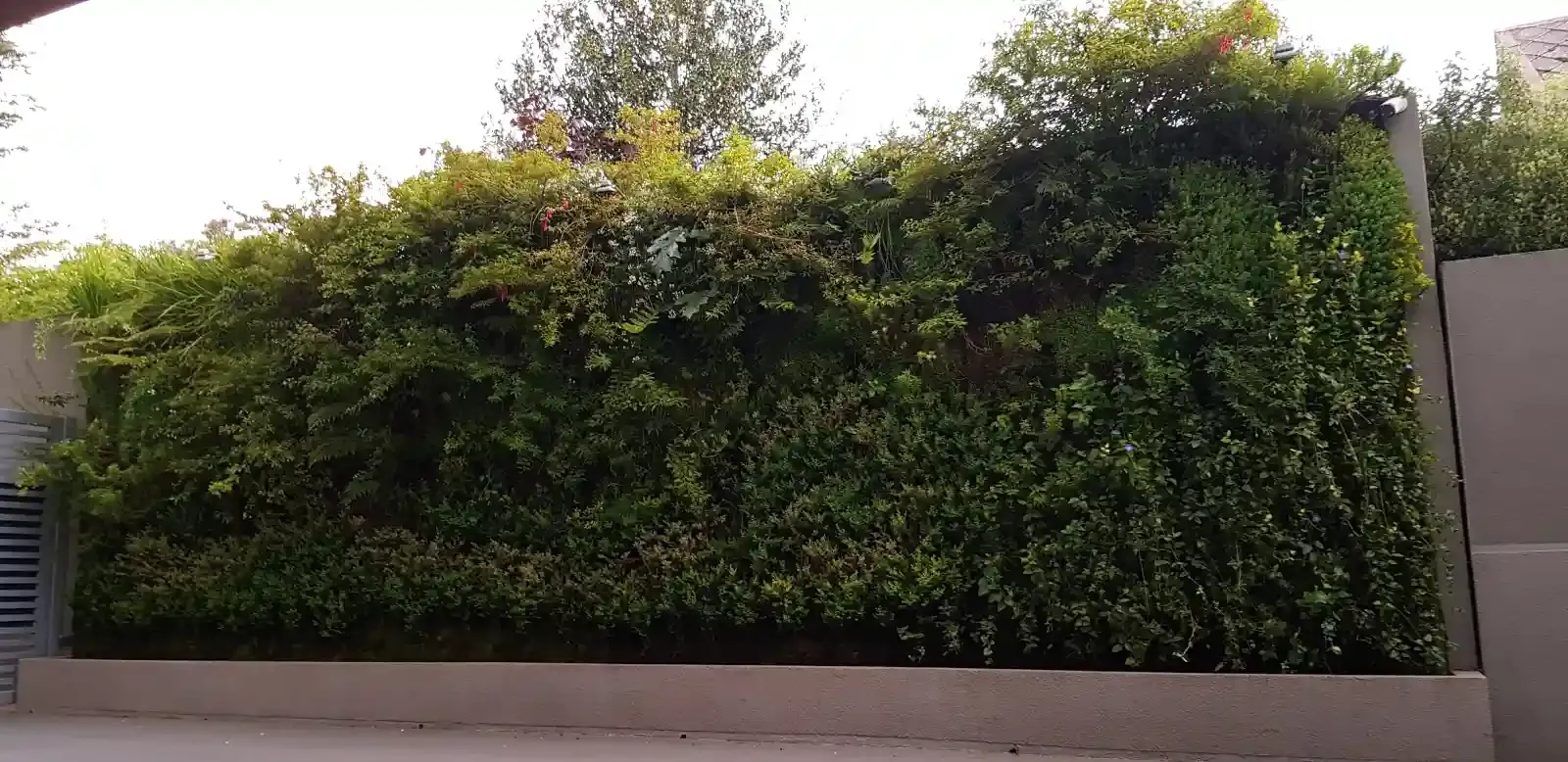 Muro verde completo del Edificio Buró con fucsias en flor
