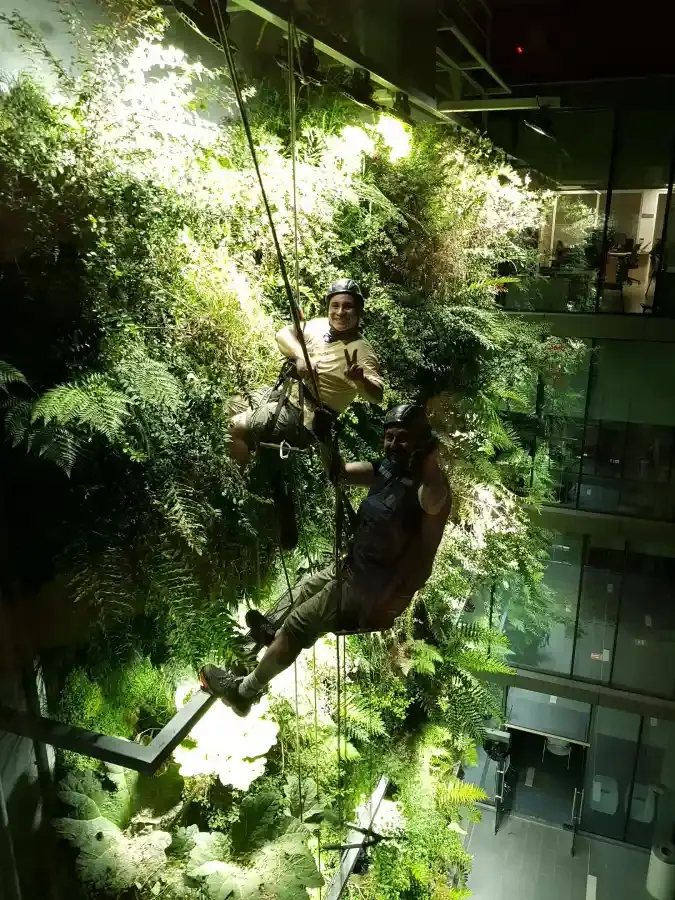 Equipo de DVida® haciendo mantención a un jardín vertical