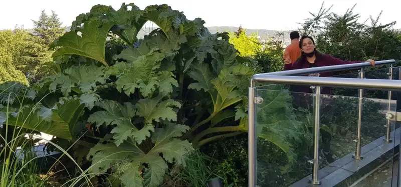 Nalcas y bosque nativo sobre el techo verde del edificio MINVU Talca